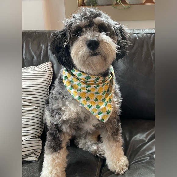 HANDMADE DOG BANDANA - Picture 3 of 3